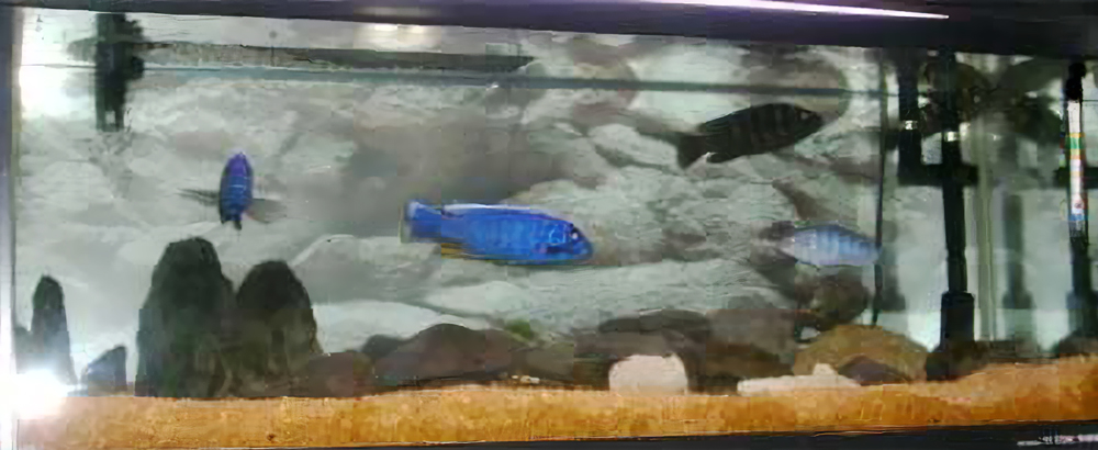 淡水魚アーリー、カメレオンシクリットの水槽