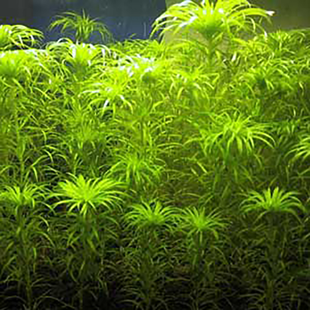 水草水槽